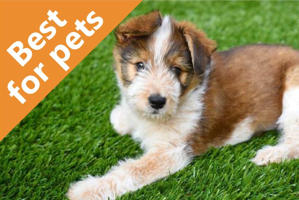 Best Artificial Grass for Pets