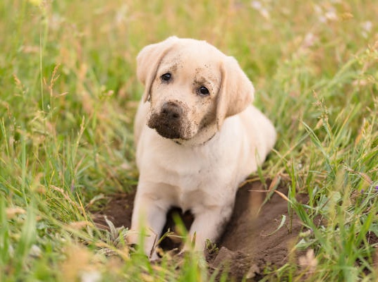Artificial Grass Digging Dog