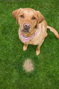 Artificial Grass and Dogs Patchy
