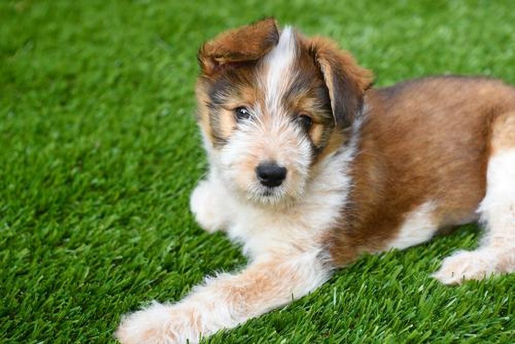 Artificial Grass for Dogs
