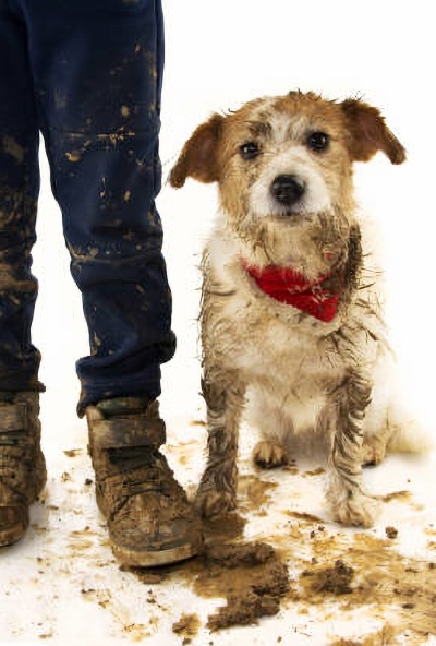 Artificial Grass Muddy Dog